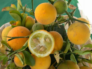 Poncírovník trojlistý Poncirus trifoliata, sadenica P9